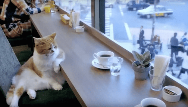 Алтай Ультра Трейл в июле 2016 года